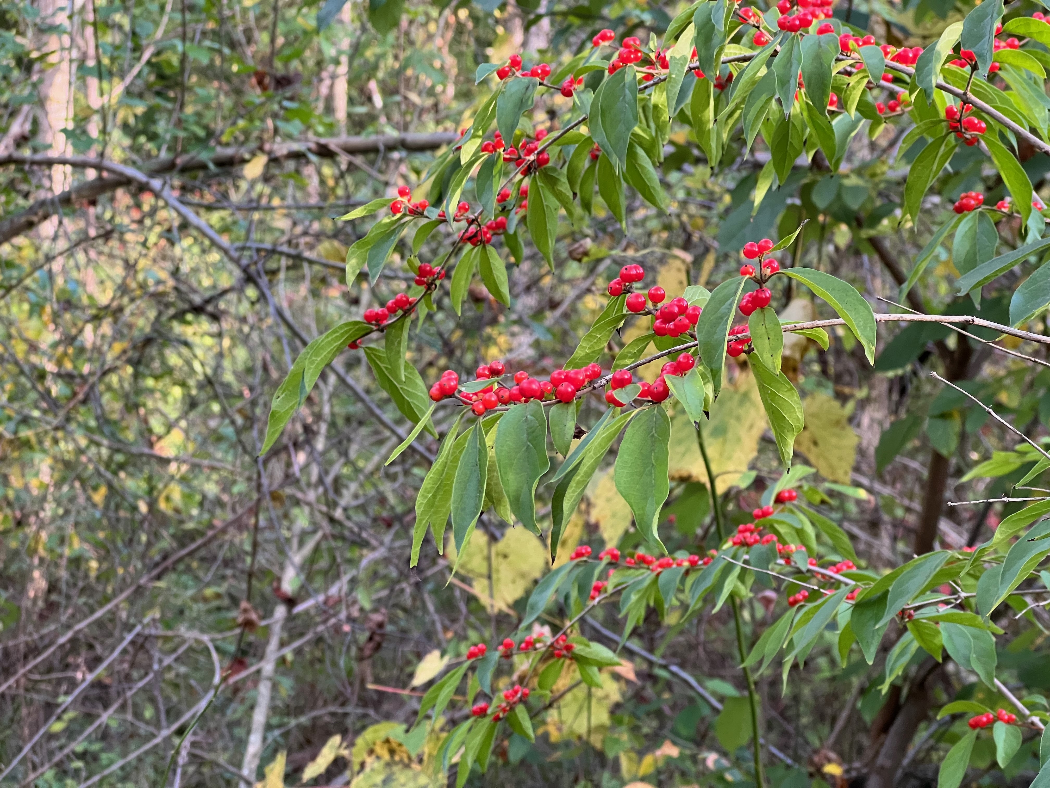 Very Berry