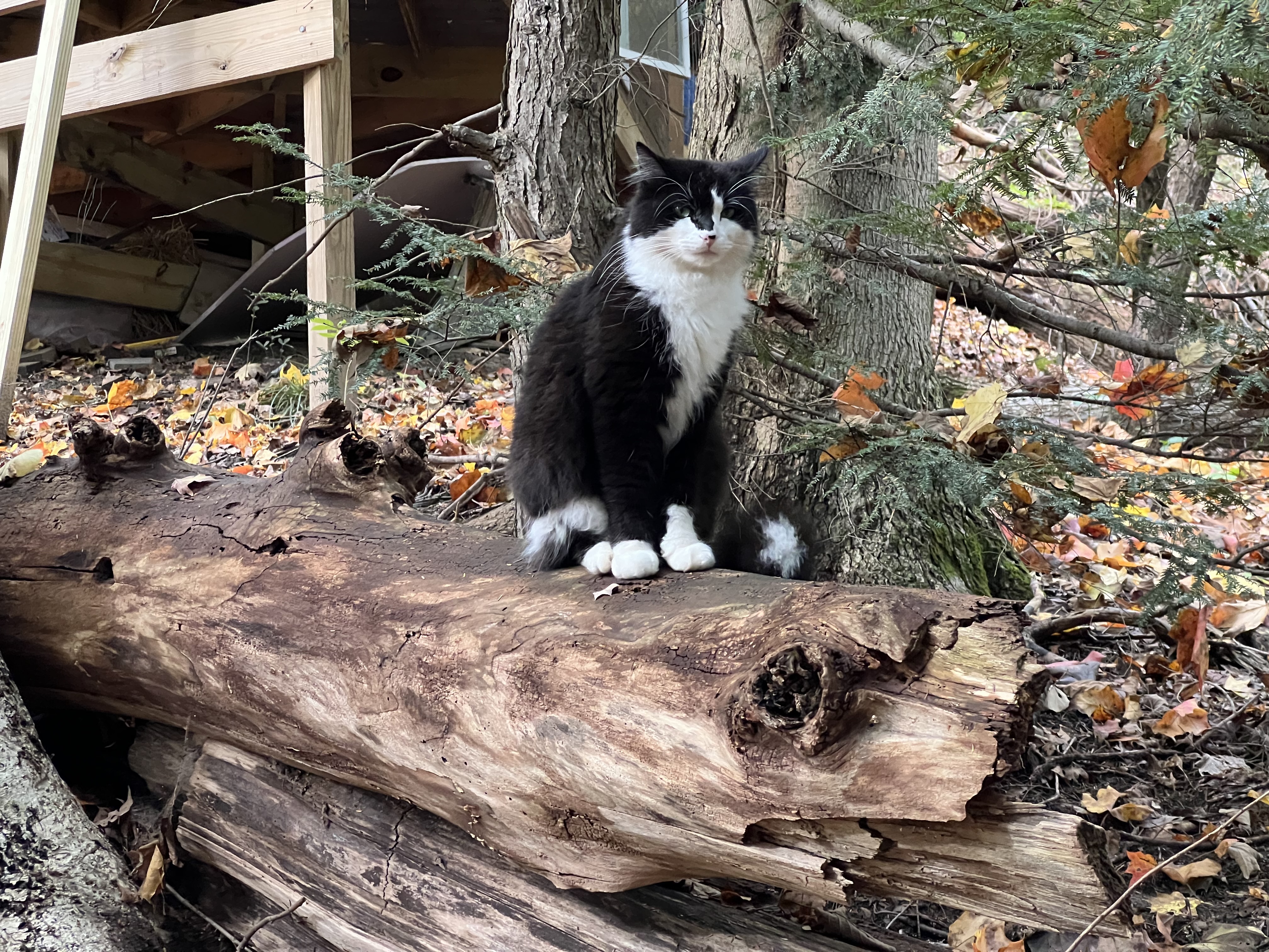 Cat at the campsite