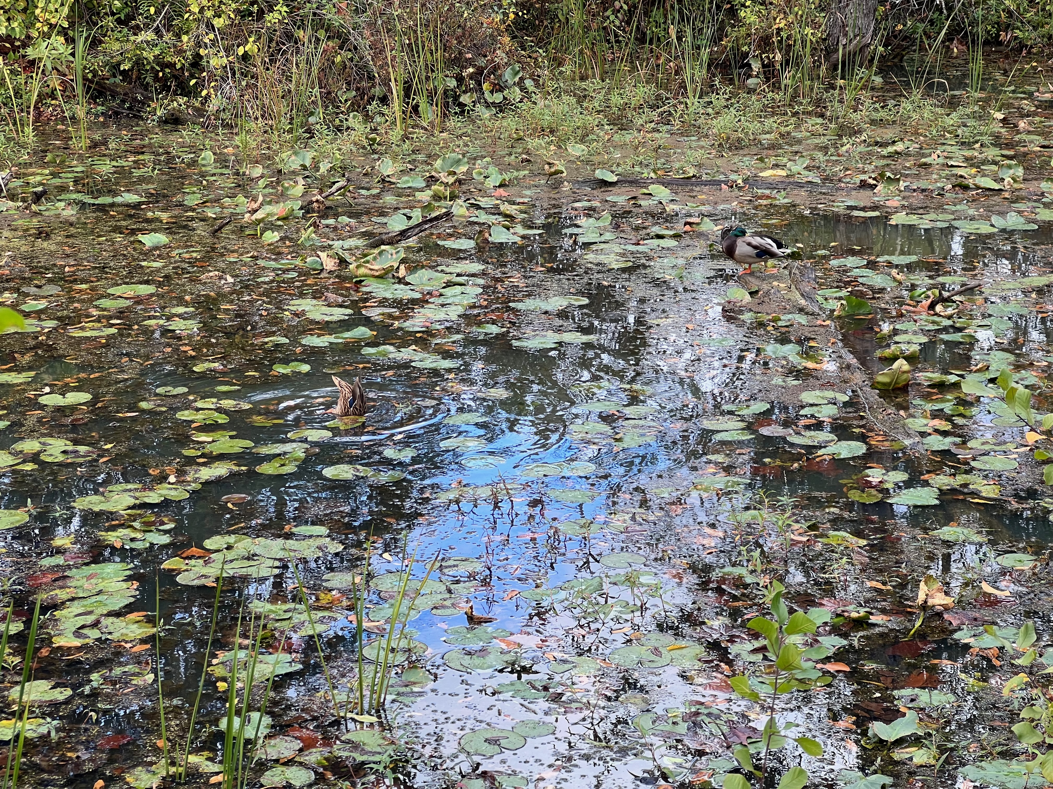 Ducks at a marshy portion of the Cuyahoga River