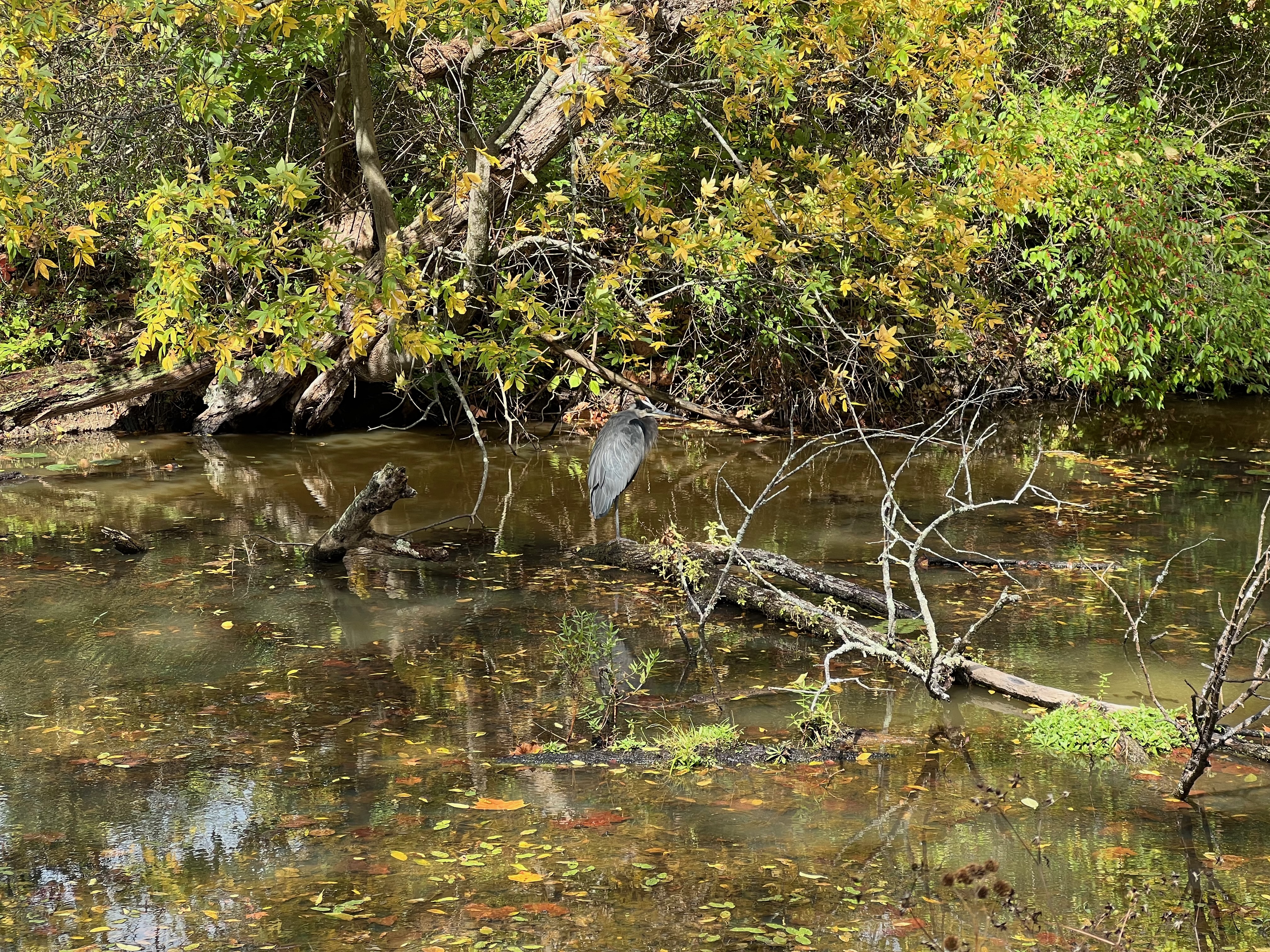 A great heron on the Cuyahoga River